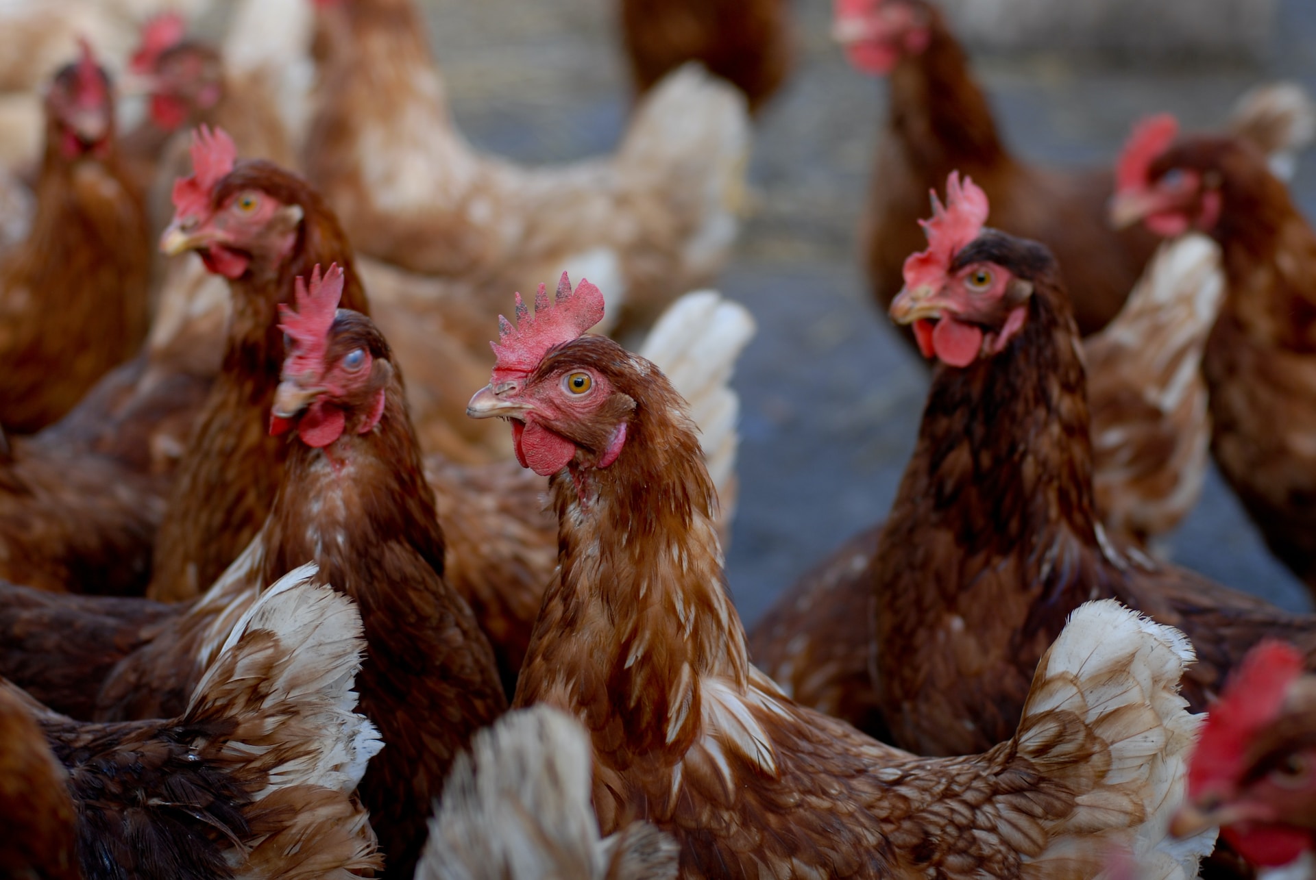 Photo of a group of more than 10 chickens, three of which are in focus.