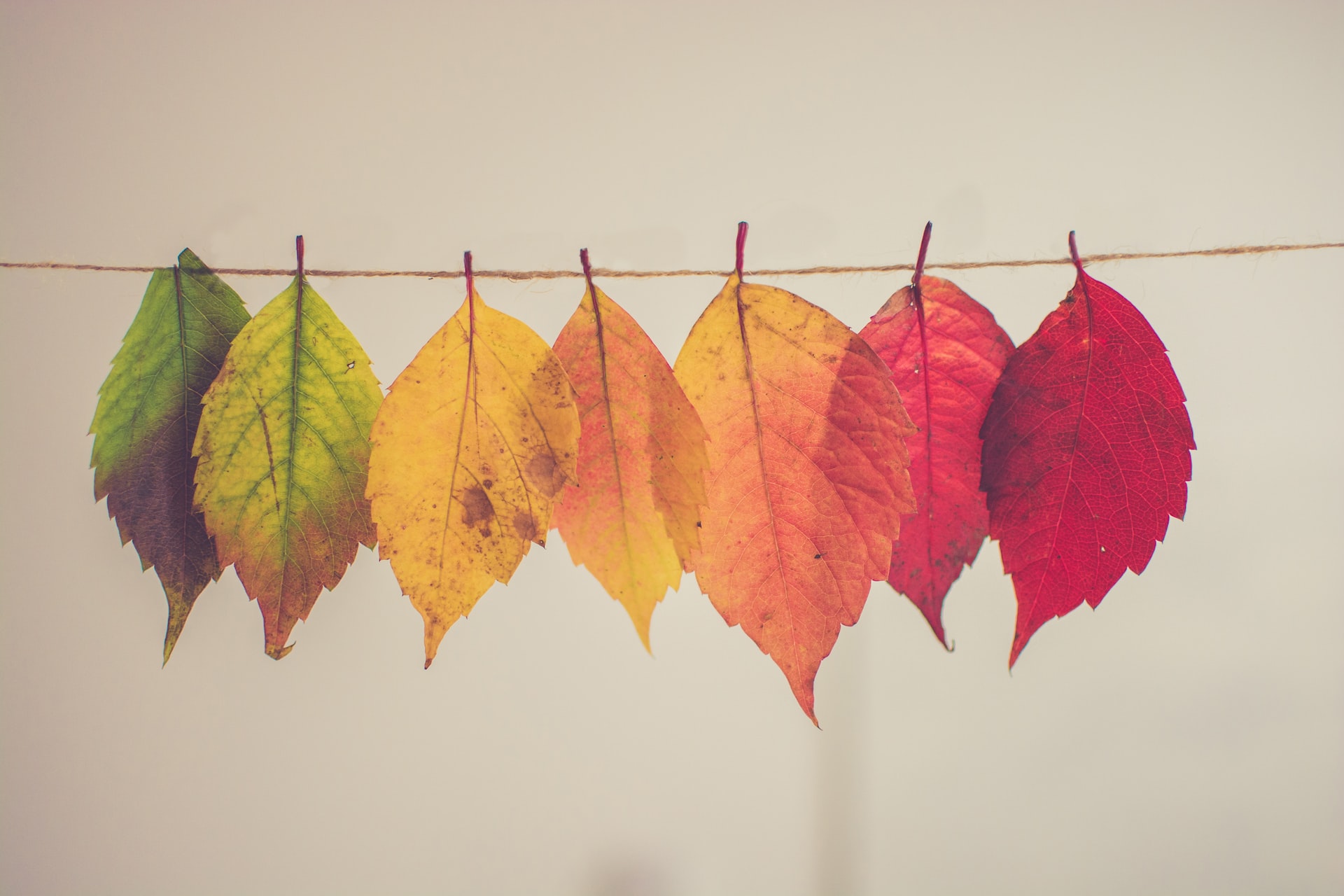 Photo of seven leaves hung on a clothesline with each one a different color progressing from green to deep red.