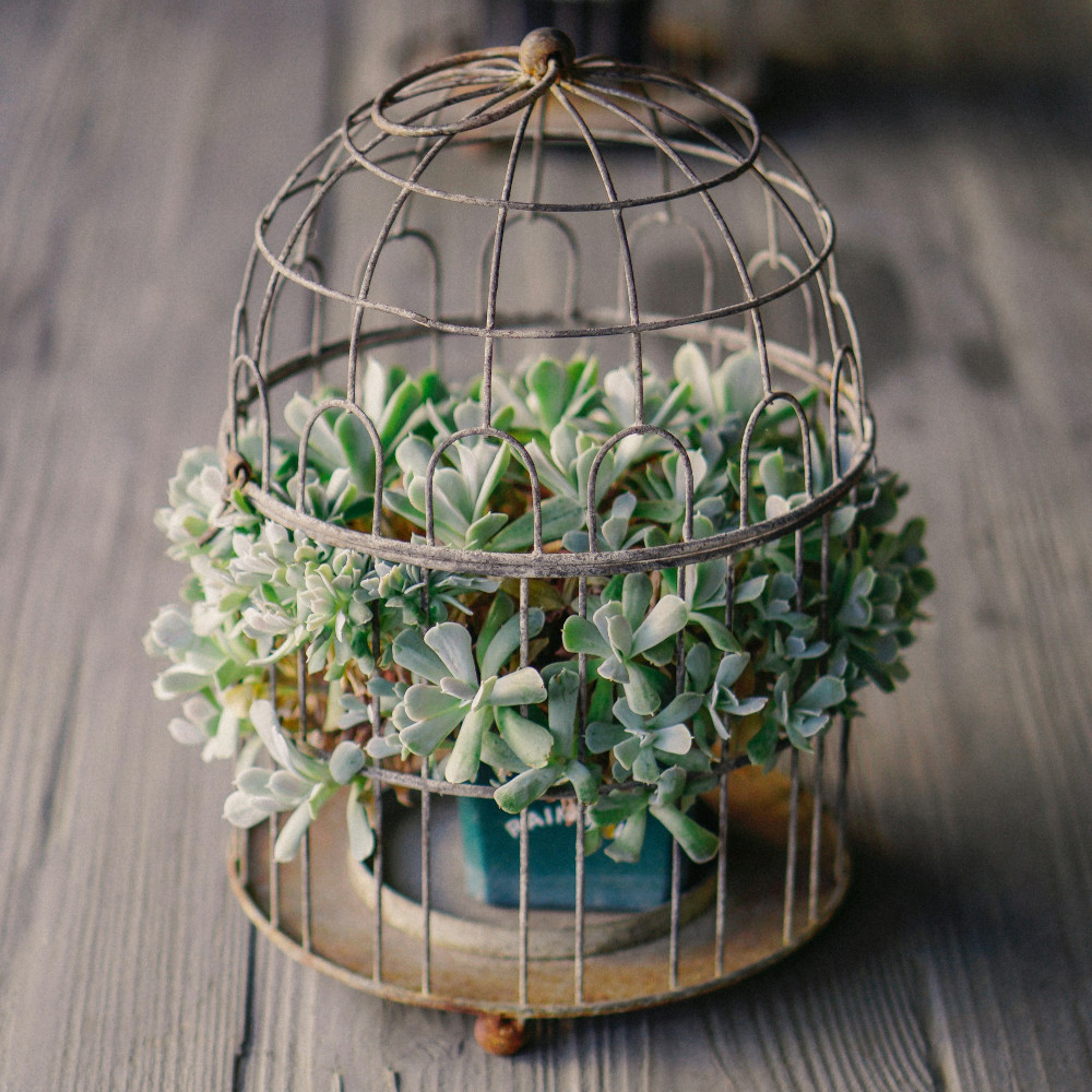 A green succulent plant in cage