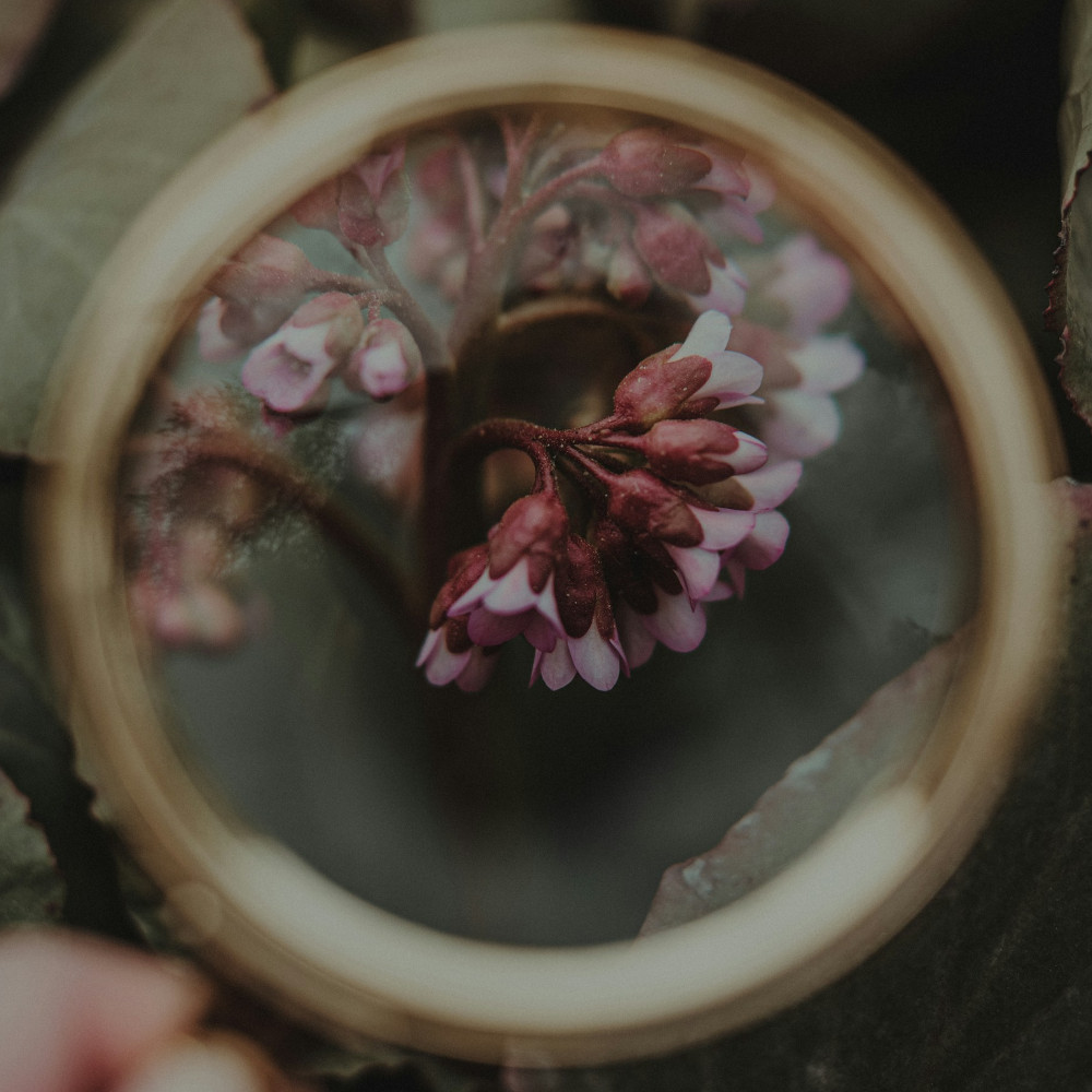 A person holding a magnifying glass with a flower in it
