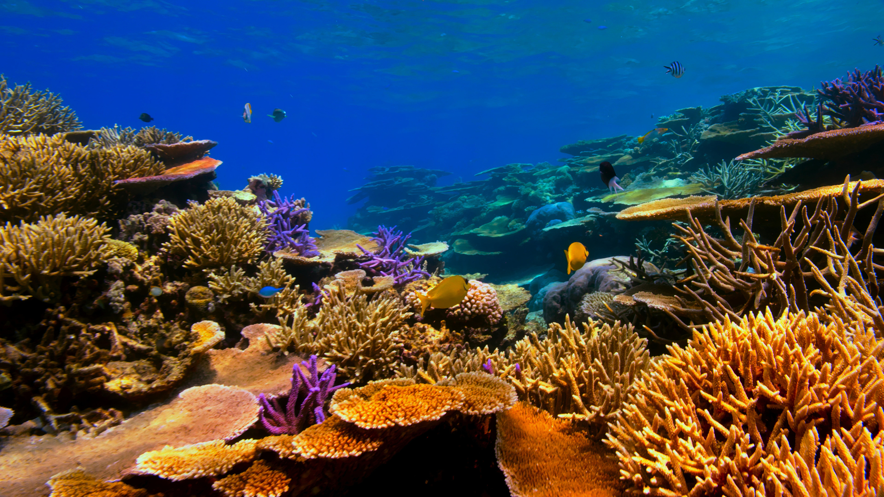 Photo of a coral reef with a few fish swimming around